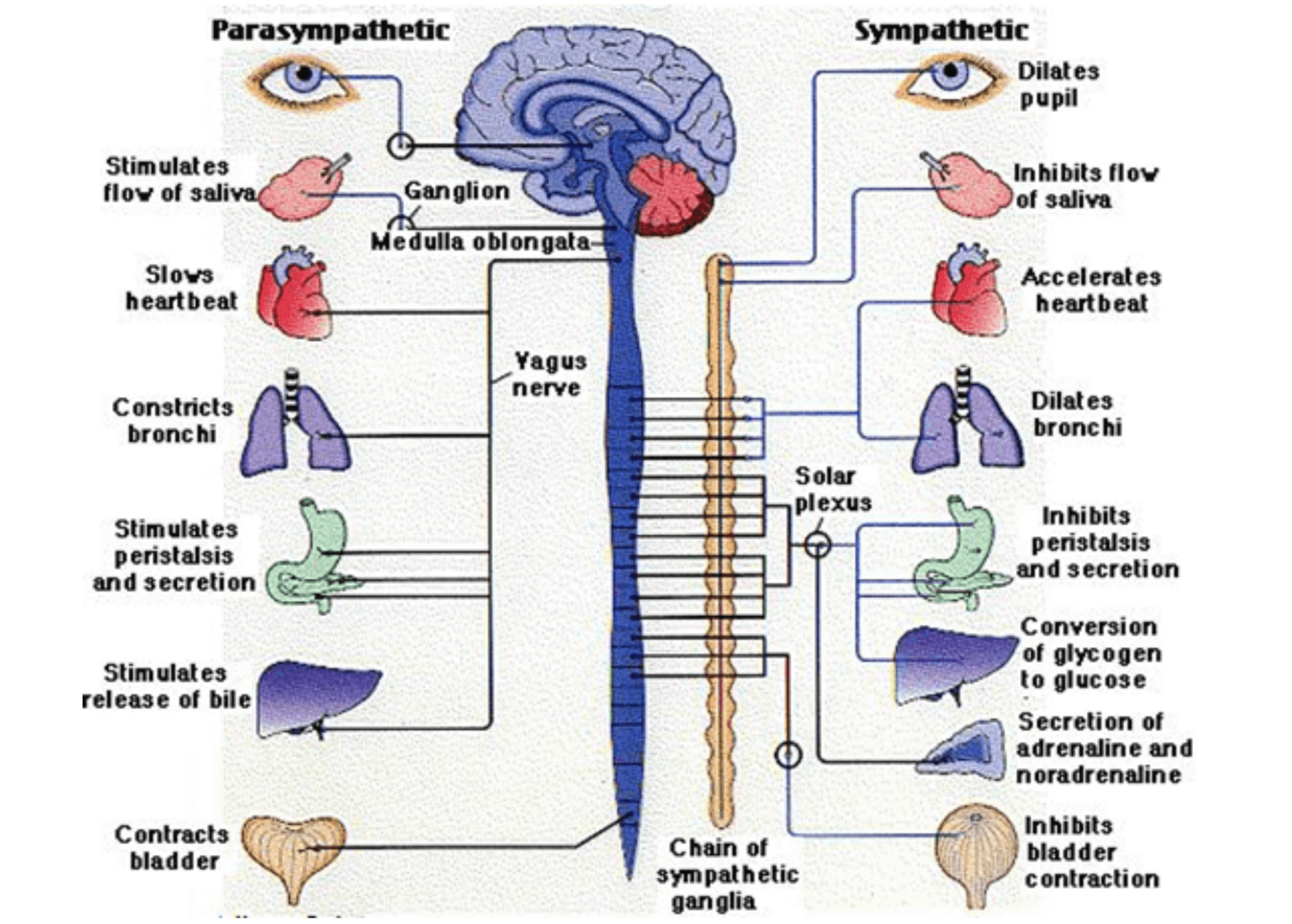 science-of-the-freeze-response-lifecentre